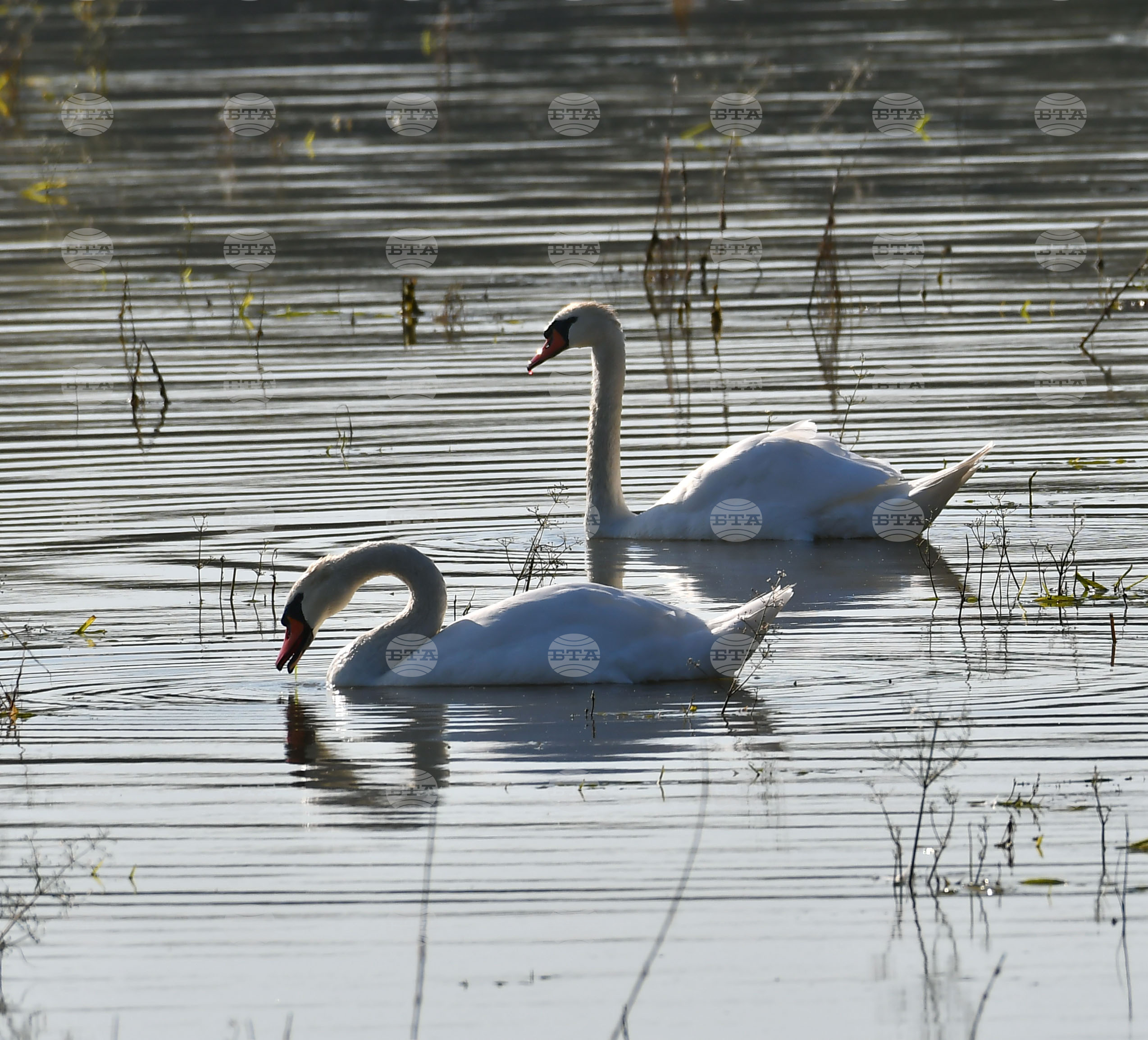 Село Ножарово - лебеди - любопитно