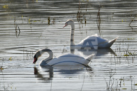 Село Ножарово - лебеди - любопитно