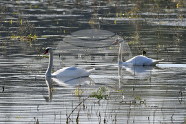 Село Ножарово - лебеди - любопитно