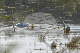 Село Ножарово - лебеди - любопитно
