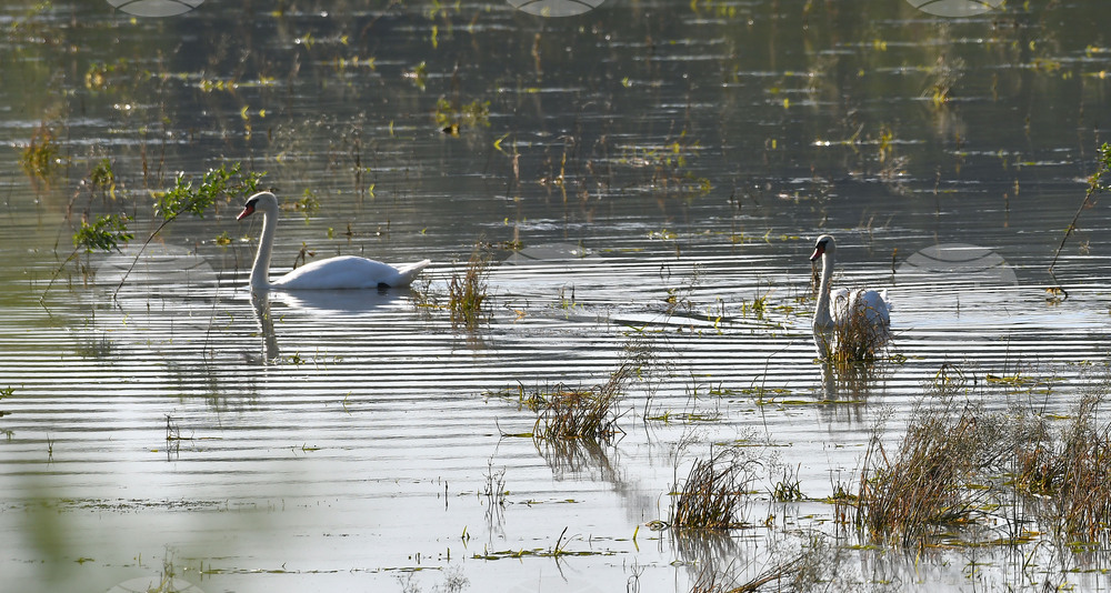 Село Ножарово - лебеди - любопитно