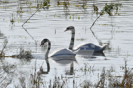 Село Ножарово - лебеди - любопитно