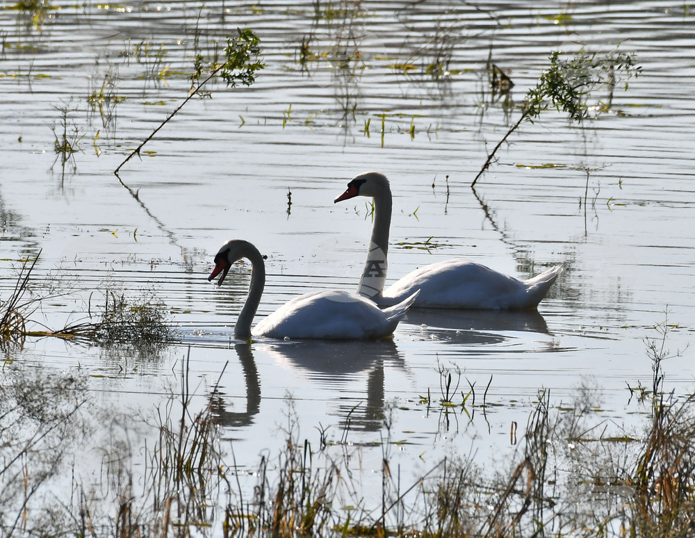 Село Ножарово - лебеди - любопитно