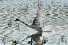 Село Ножарово - лебеди - любопитно
