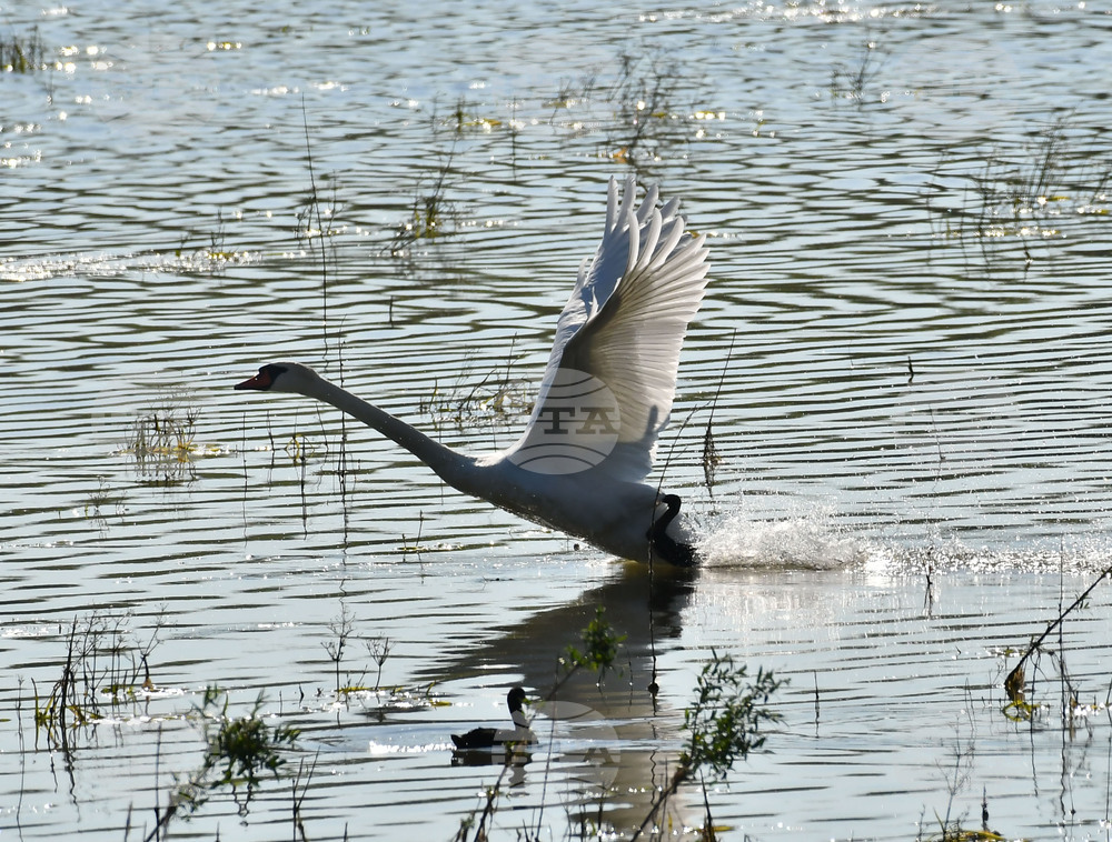 Село Ножарово - лебеди - любопитно