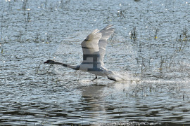 Село Ножарово - лебеди - любопитно