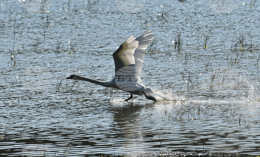 Село Ножарово - лебеди - любопитно