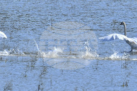 Село Ножарово - лебеди - любопитно