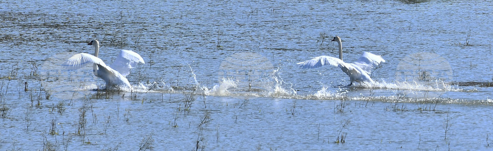 Село Ножарово - лебеди - любопитно