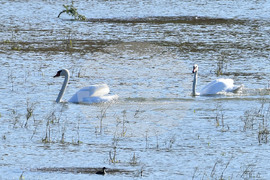 Село Ножарово - лебеди - любопитно