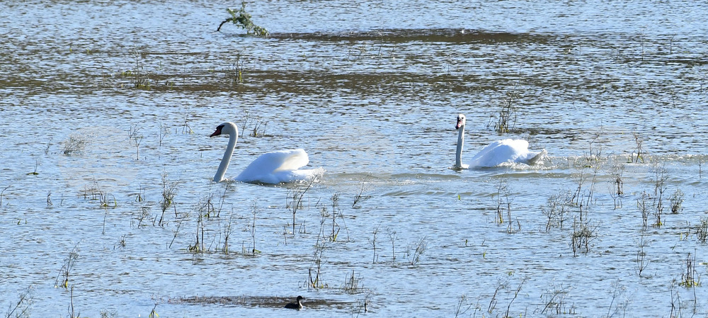 Село Ножарово - лебеди - любопитно