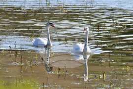 Село Ножарово - лебеди - любопитно