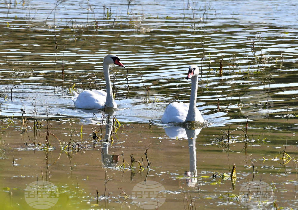 Село Ножарово - лебеди - любопитно