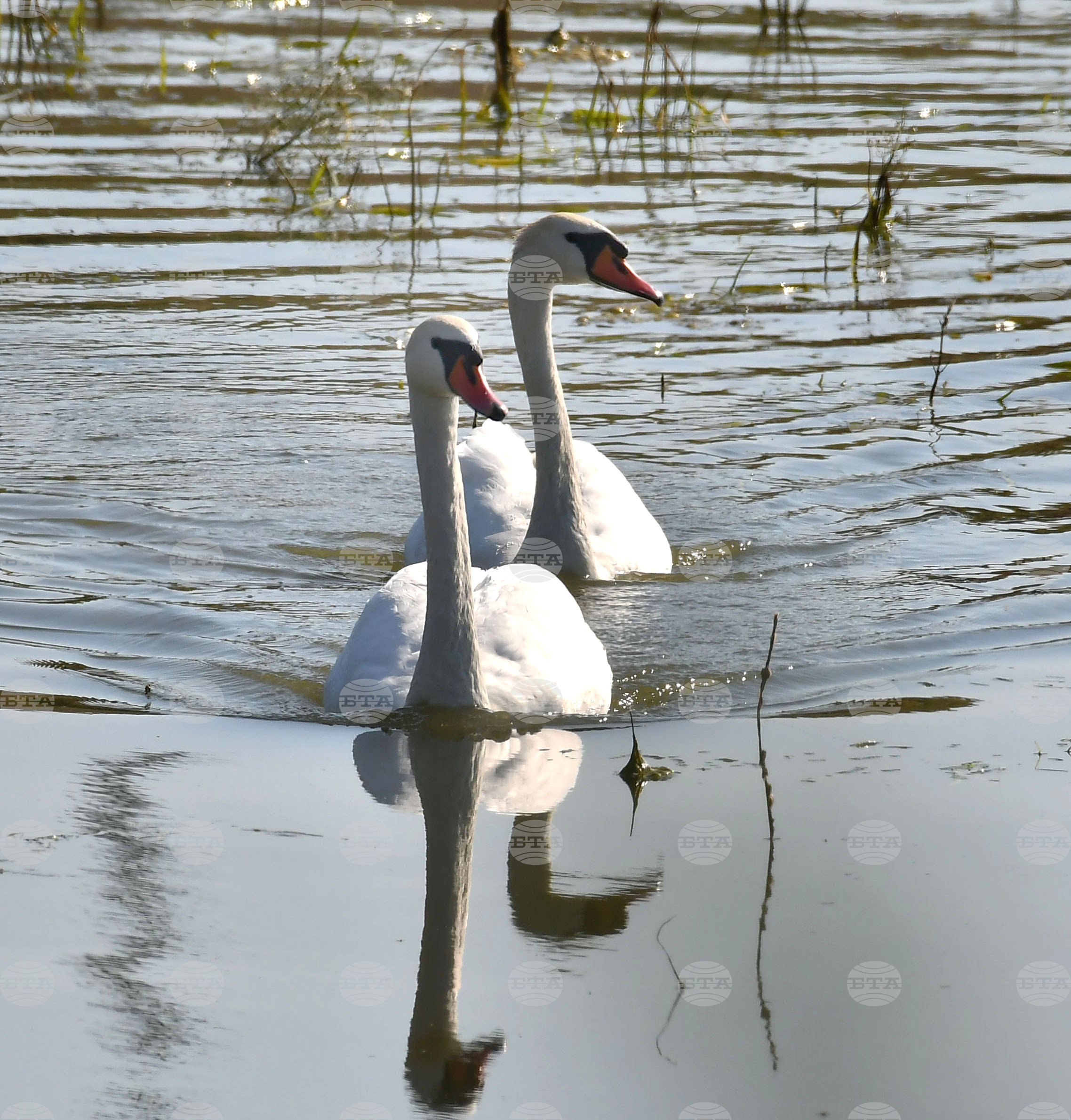 Село Ножарово - лебеди - любопитно