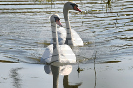 Село Ножарово - лебеди - любопитно