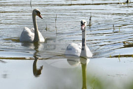 Село Ножарово - лебеди - любопитно