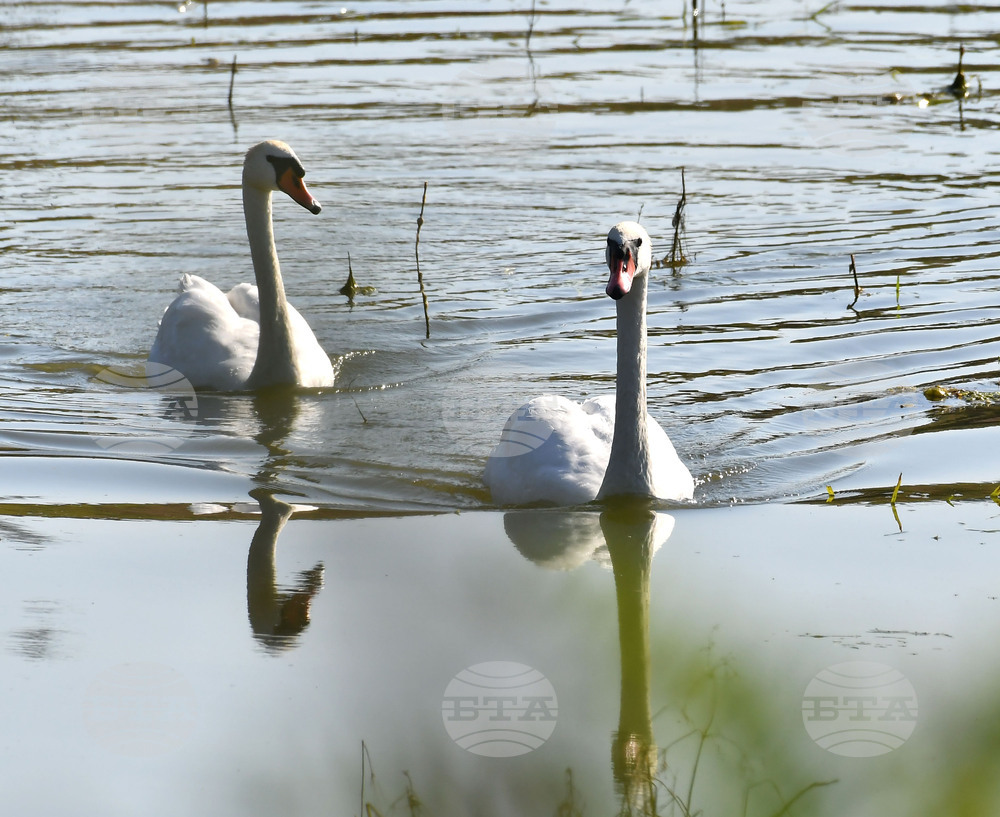 Село Ножарово - лебеди - любопитно