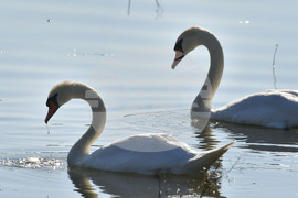 Село Ножарово - лебеди - любопитно