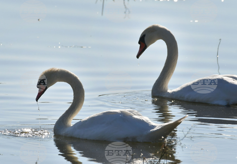 Село Ножарово - лебеди - любопитно