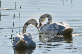 Село Ножарово - лебеди - любопитно