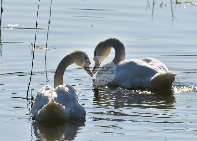 Село Ножарово - лебеди - любопитно