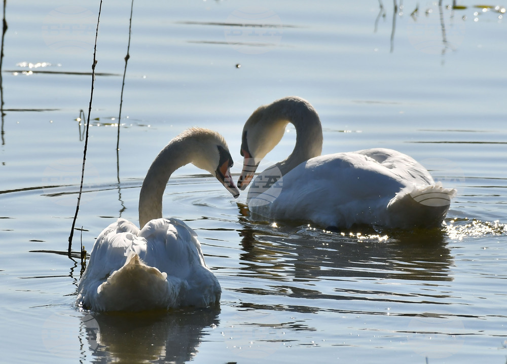 Село Ножарово - лебеди - любопитно