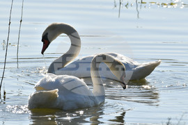 Село Ножарово - лебеди - любопитно