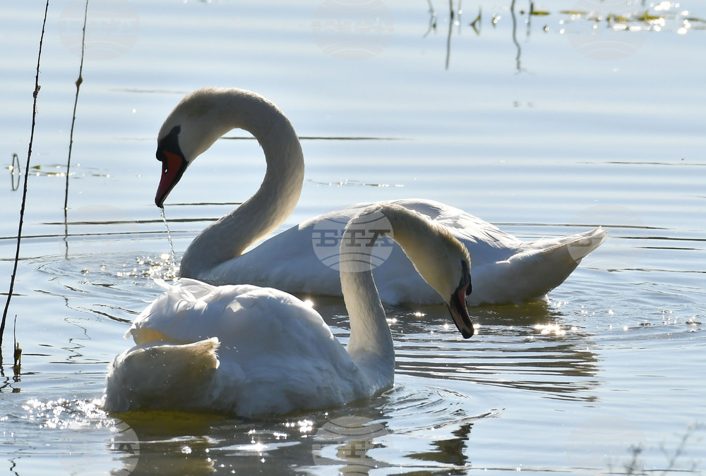 Село Ножарово - лебеди - любопитно