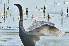 Село Ножарово - лебеди - любопитно
