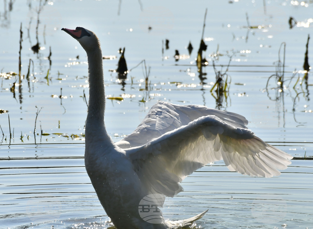 Село Ножарово - лебеди - любопитно