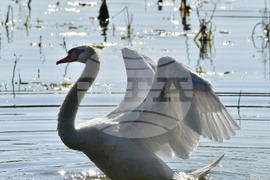 Село Ножарово - лебеди - любопитно