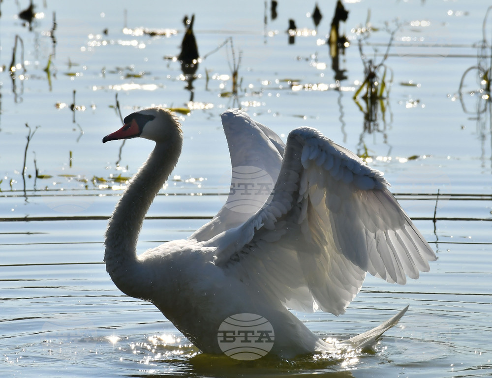 Село Ножарово - лебеди - любопитно