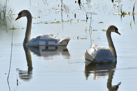 Село Ножарово - лебеди - любопитно