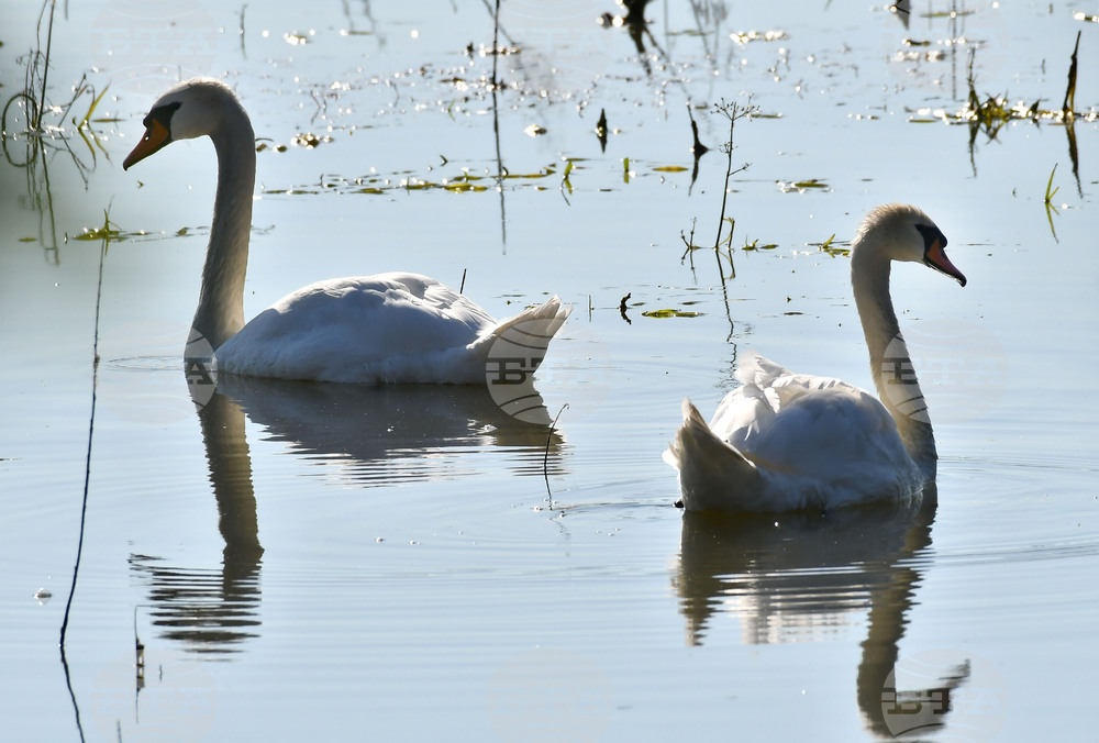 Село Ножарово - лебеди - любопитно