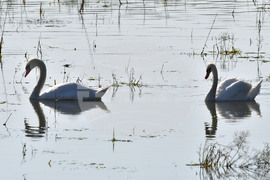 Село Ножарово - лебеди - любопитно