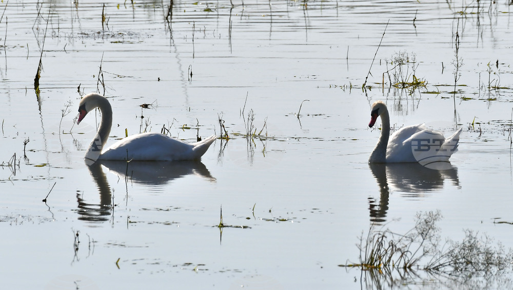 Село Ножарово - лебеди - любопитно