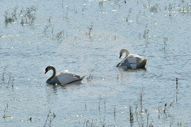 Село Ножарово - лебеди - любопитно