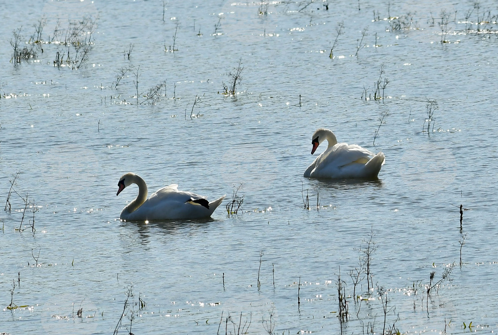 Село Ножарово - лебеди - любопитно