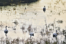 Село Ножарово - лебеди - любопитно