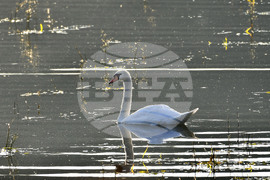 Село Ножарово - лебеди - любопитно