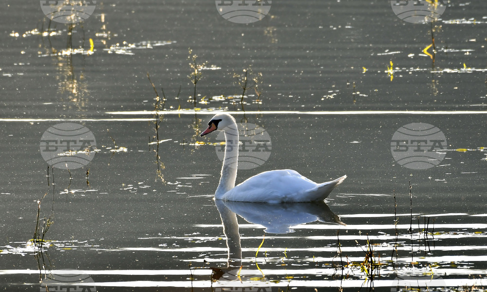 Село Ножарово - лебеди - любопитно
