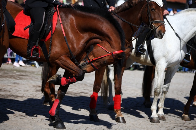 Конни надбягвания организират в село Драгомирово на Тодоровден
