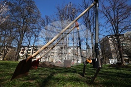 Дървета - засаждане