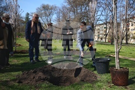 Дървета - засаждане