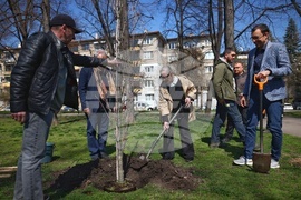 Дървета - засаждане