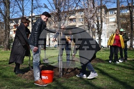 Дървета - засаждане