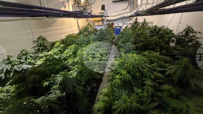 Varna Police Bust Two Drug Greenhouses with Marijuana