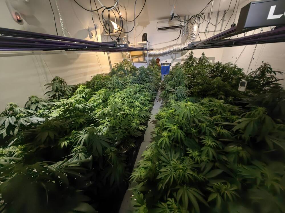 Varna Police Bust Two Drug Greenhouses with Marijuana