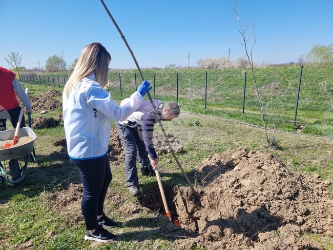 Югоизточното държавно предприятие – Сливен организира открита залесителна акция край Крушаре