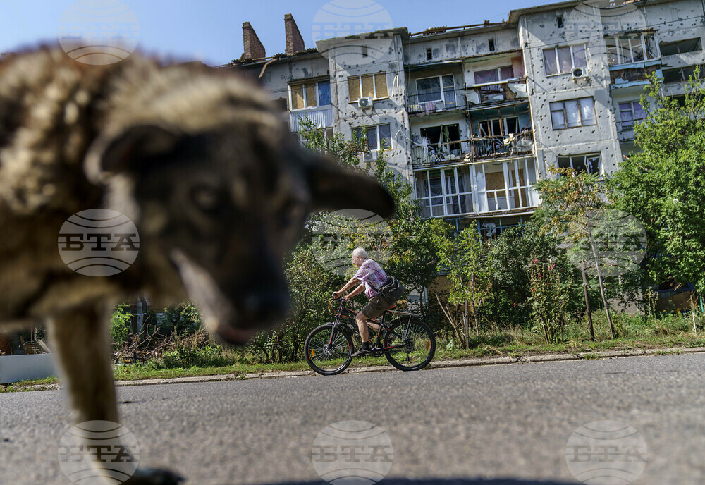 Черногорец беше осъден на една година затвор за убийство на куче